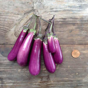 Pflanzensamen Slim Jim Eggplant / PICCOLO