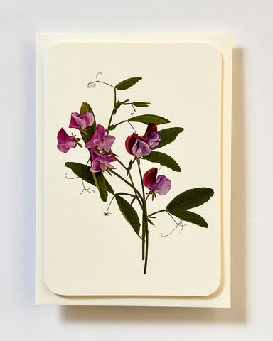 Grußkarte "Violet Sweet Peas" / Canonbury-Press