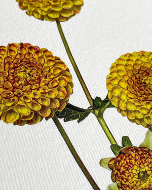 Grußkarte "Dahlie" / Canonbury-Press