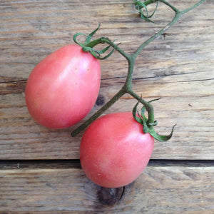 Pflanzensamen Thai Pink Egg Tomato / PICCOLO