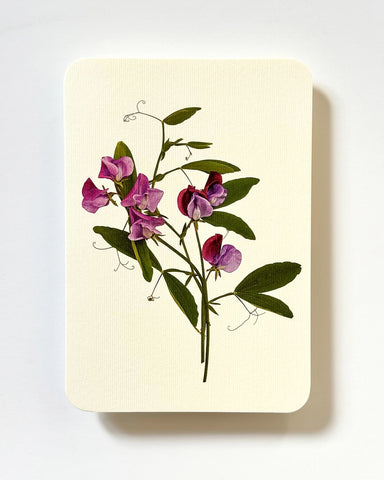 Grußkarte "Violet Sweet Peas" / Canonbury-Press
