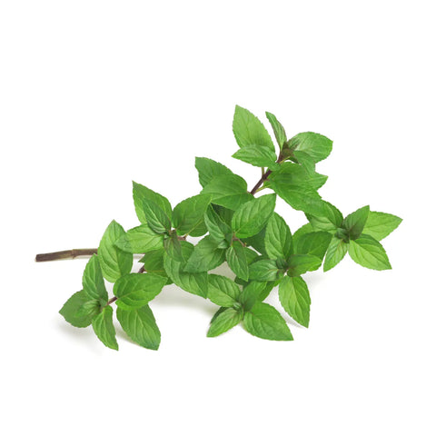 Pflanzensamen Common Peppermint / PICCOLO