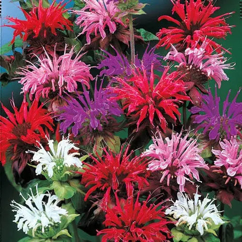 Pflanzensamen Panorama Mix Monarda (Bee Balm) / PICCOLO
