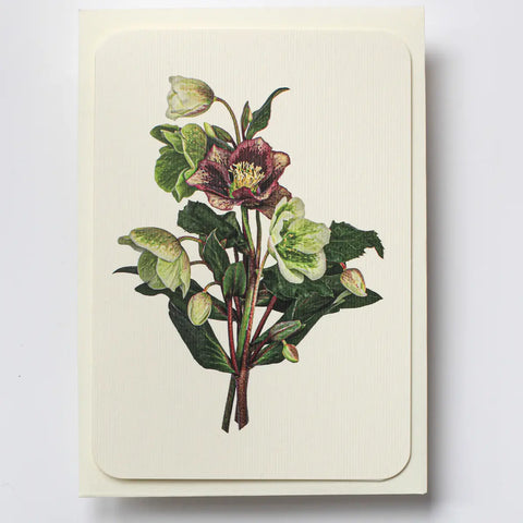 Grußkarte "Christrosenstrauß" / Canonbury Press