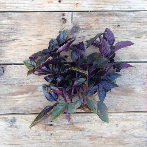Pflanzensamen Red Rubin Basil / PICCOLO