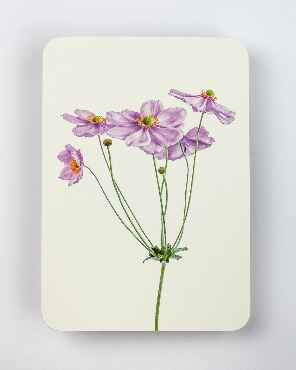 Grußkarte "Anemone" / Canonbury-Press
