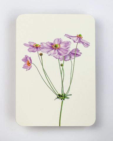 Grußkarte "Anemone" / Canonbury-Press
