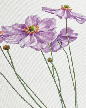 Grußkarte "Anemone" / Canonbury-Press