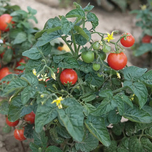 Pflanzensamen / „Tiny Tim Tomato“ / PICCOLO