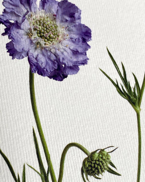 Grußkarte "Scabiosa" / Canonbury-Press