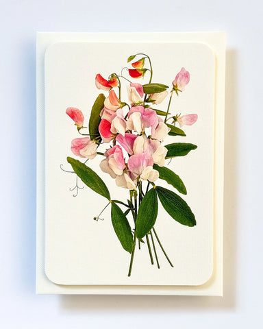 Grußkarte "Pink Sweet Peas" / Canonbury-Press