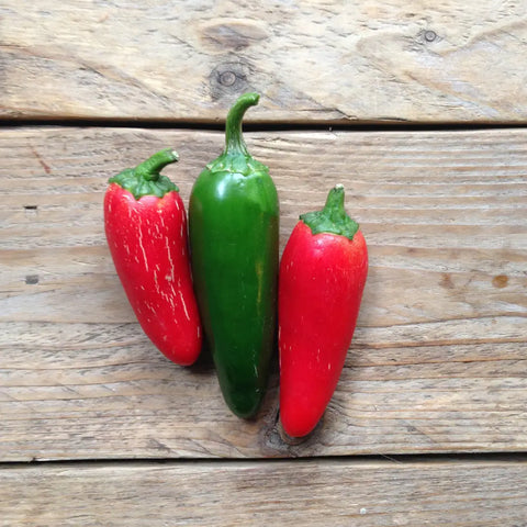 Pflanzensamen / „Jalapeño M Hot Pepper“ / PICCOLO