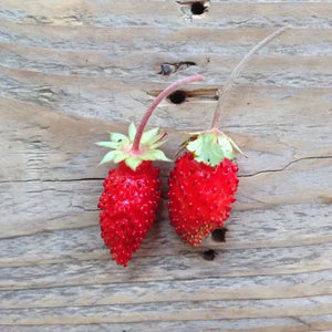 Pflanzensamen Alpine Strawberry / PICCOLO