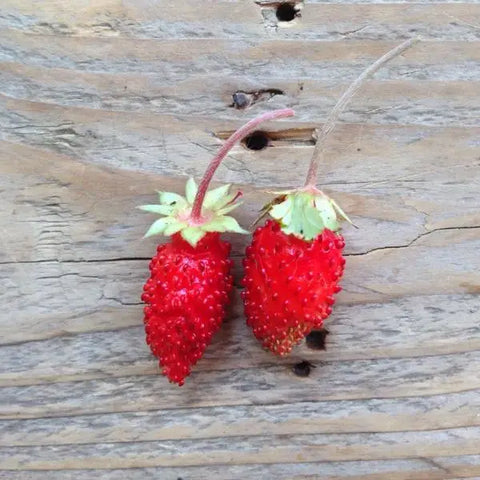 Pflanzensamen Alpine Strawberry / PICCOLO