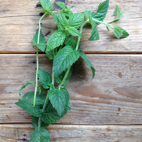 Pflanzensamen Moroccan Spearmint / PICCOLO