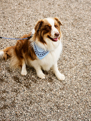 Hundehalstuch "Dogs Scarf" / Hay