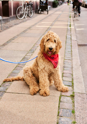 Hundehalstuch "Dogs Scarf" / Hay