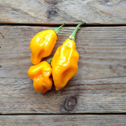 Pflanzensamen / Zitronen Habanero „Hot Pepper“ / PICCOLO