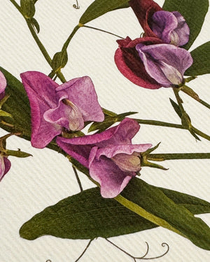 Grußkarte "Violet Sweet Peas" / Canonbury-Press