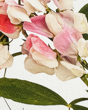 Grußkarte "Pink Sweet Peas" / Canonbury-Press