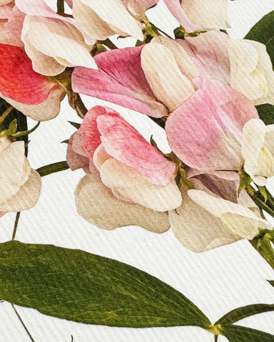 Grußkarte "Pink Sweet Peas" / Canonbury-Press