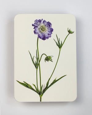 Grußkarte "Scabiosa" / Canonbury-Press