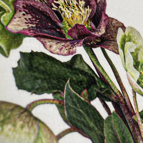 Grußkarte "Christrosenstrauß" / Canonbury Press