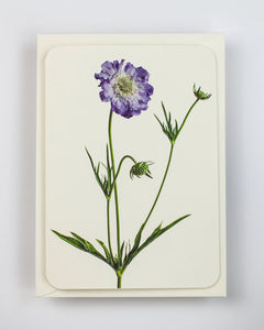 Grußkarte "Scabiosa" / Canonbury-Press