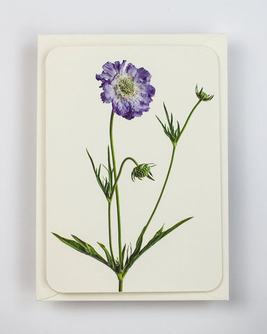 Grußkarte "Scabiosa" / Canonbury-Press